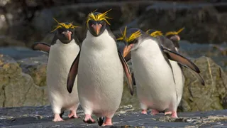 NixCon 2025: Nix professionalizes itself